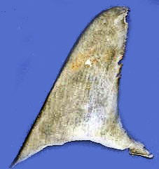 Sphyrna zygaena_07.jpg